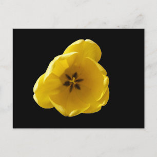 Geel Tulp Briefkaart