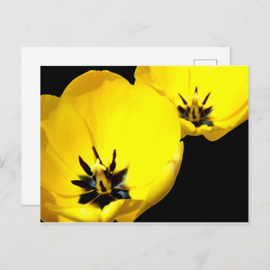 Geel Tulp Briefkaart (Voorkant / Achterkant)