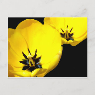 Geel Tulp Briefkaart