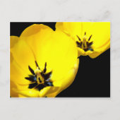 Geel Tulp Briefkaart (Voorkant)