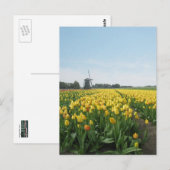 Geel Tulp Flowers Field & Windmill Holland Briefkaart (Voorkant / Achterkant)