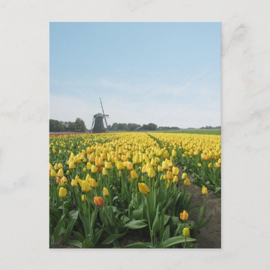 Geel Tulp Flowers Field & Windmill Holland Briefkaart (Voorkant)