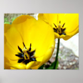 Geel Tulp Poster (Voorkant)