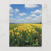 Geel TulpenBriefkaart Briefkaart (Voorkant)