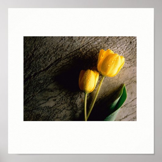 Geel TulpenPoster Poster (Voorkant)