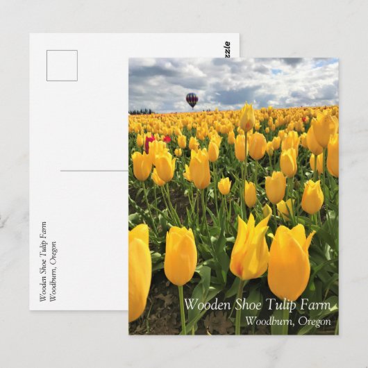 Geel Tulpveld met Briefkaart voor luchtballon (Voorkant / Achterkant)