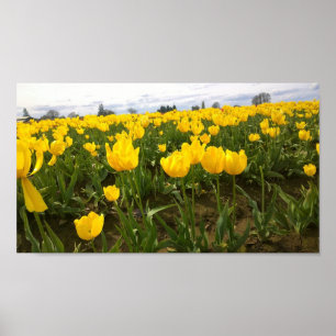 Geel Tulpveld, oregon Poster