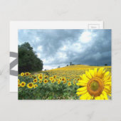 Geel veld briefkaart (Voorkant / Achterkant)