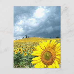 Geel veld briefkaart