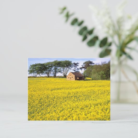geel veld koolzaad in North Yorkshire Briefkaart (Staand voorkant)