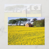 geel veld koolzaad in North Yorkshire Briefkaart (Voorkant / Achterkant)