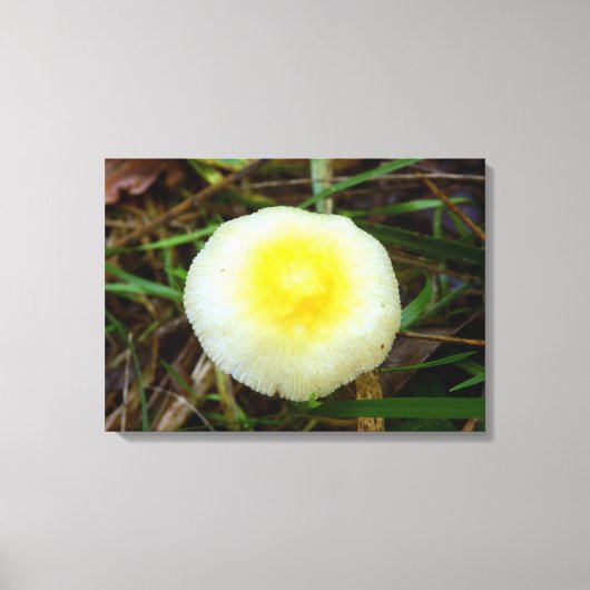 Geel Veld Pet Mushroom Canvas Print (Voorkant)