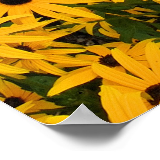 Geel veld van Daisies Poster (Hoek)