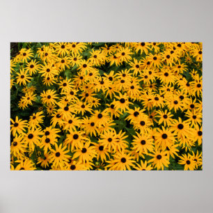 Geel veld van Daisies Poster