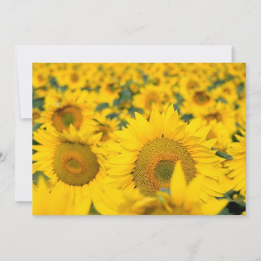 Geel veld van zonbloemen, geboortedag kaart (Achterkant)