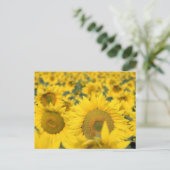 Geel veld Zonnebloemen Foto Briefkaart (Staand voorkant)