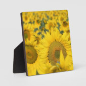 Geel veld Zonnebloemen Foto Fotoplaat (Voorkant)