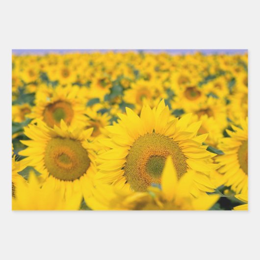 Geel veld Zonnebloemen Foto Inpakpapier Vel (Voorkant 3)