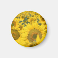 Geel veld Zonnebloemen Foto