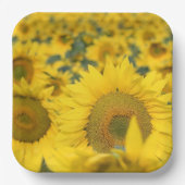 Geel veld Zonnebloemen Foto Papieren Bordje (Voorkant)