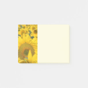 Geel veld Zonnebloemen Foto Post-it® Notes