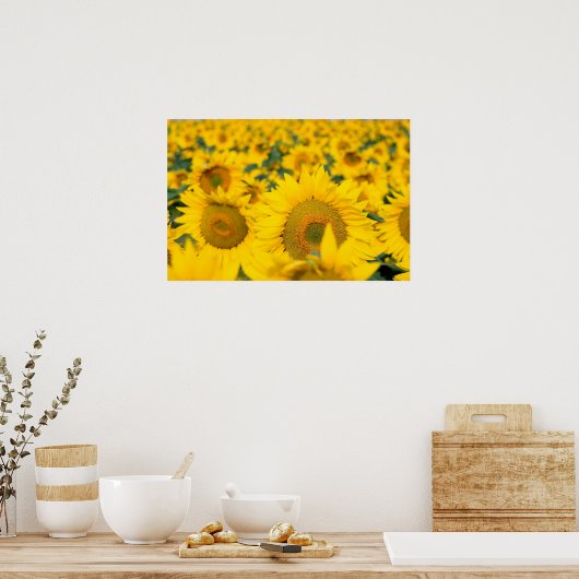 Geel veld Zonnebloemen Foto Poster (Keuken)