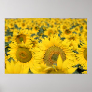 Geel veld Zonnebloemen Foto Poster