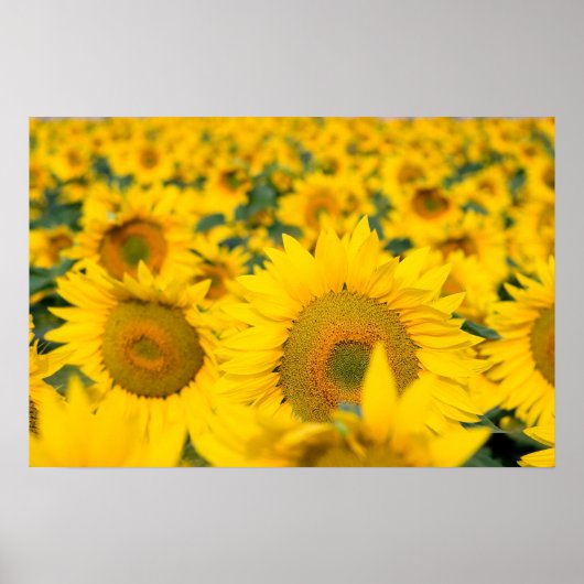 Geel veld Zonnebloemen Foto Poster (Voorkant)