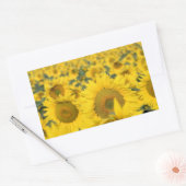 Geel veld Zonnebloemen Foto Rechthoekige Sticker (Envelop)