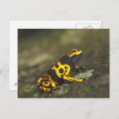 Geel-verbonden giftendart Frog Dendrobates Briefkaart (Voorkant / Achterkant)
