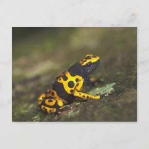 Geel-verbonden giftendart Frog Dendrobates Briefkaart