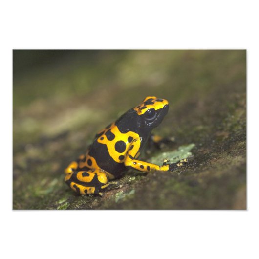 Geel-verbonden giftendart Frog Dendrobates Foto Afdruk (Voorkant)