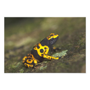Geel-verbonden giftendart Frog Dendrobates Foto Afdruk