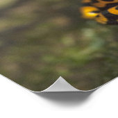 Geel-verbonden giftendart Frog Dendrobates Poster (Hoek)