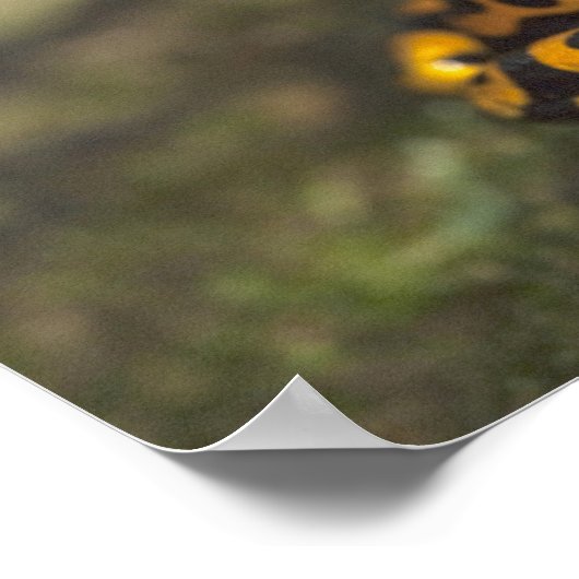 Geel-verbonden giftendart Frog Dendrobates Poster (Hoek)