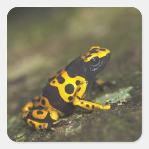 Geel-verbonden giftendart Frog Dendrobates Vierkante Sticker