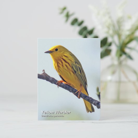 Geel Warbler Briefkaart (Staand voorkant)