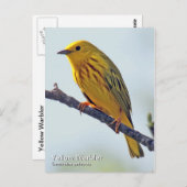 Geel Warbler Briefkaart (Voorkant / Achterkant)