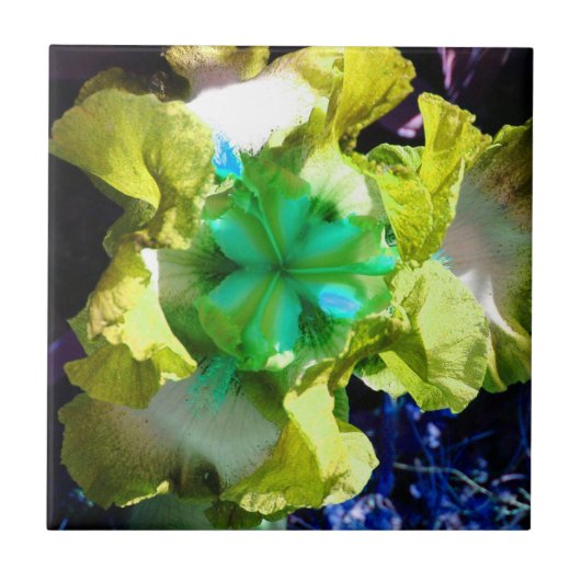 Geel, wit en groen Iris Flower Tegel Tegeltje (Voorkant)