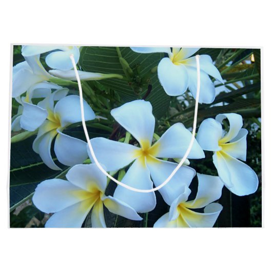 geel, wit, frangipani, bloem, natuur, zomer, groot cadeauzakje (Achterkant)