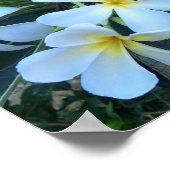 geel, wit, frangipani, bloem, natuur, zomer, poster (Hoek)