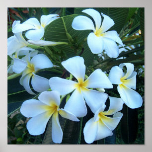 geel, wit, frangipani, bloem, natuur, zomer, poster