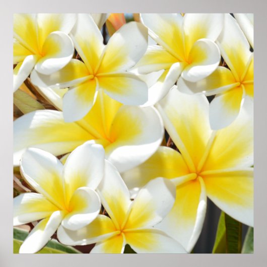 Geel-witte Frangipani Bouquet, Poster (Voorkant)