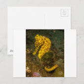 Geel zeepaard briefkaart (Voorkant / Achterkant)