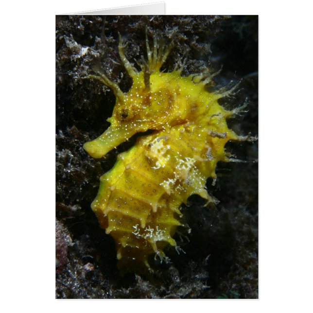 Geel zeepaard | Hippocampus Guttulatus (Voorkant)