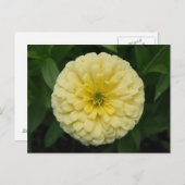 Geel Zinnia Bloed Briefkaart (Voorkant / Achterkant)