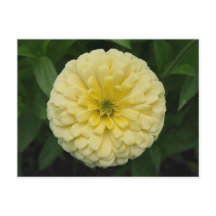 Geel Zinnia Bloed Briefkaart
