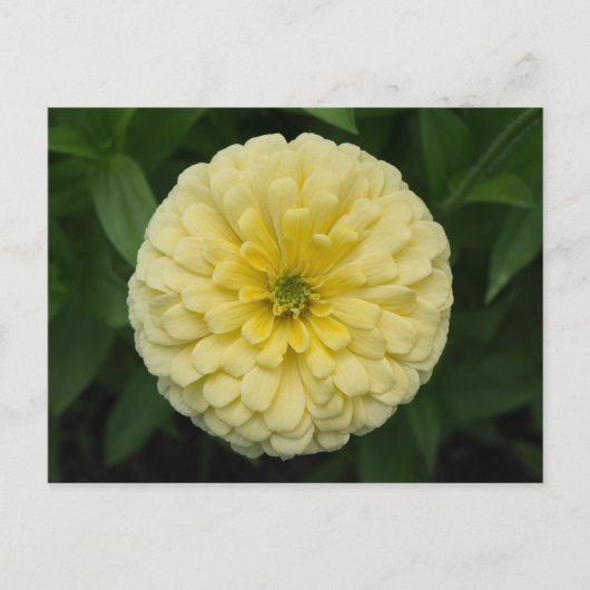 Geel Zinnia Bloed Briefkaart (Voorkant)