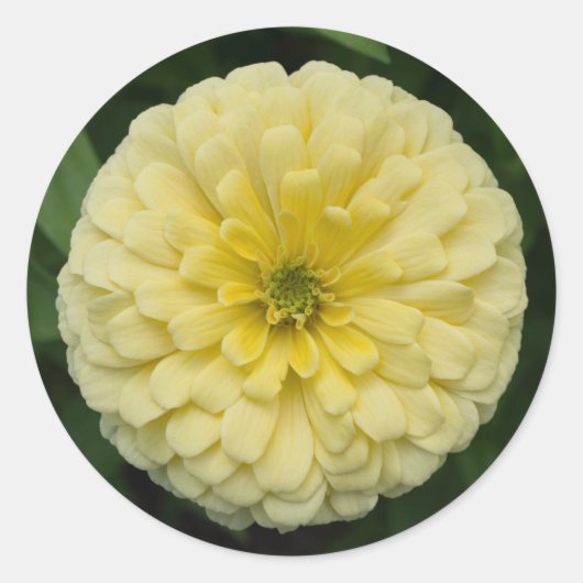 Geel Zinnia Bloem Ronde Stickers (Voorkant)