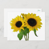 Geel Zonnebloem Blank Bloemen Briefkaart (Voorkant / Achterkant)